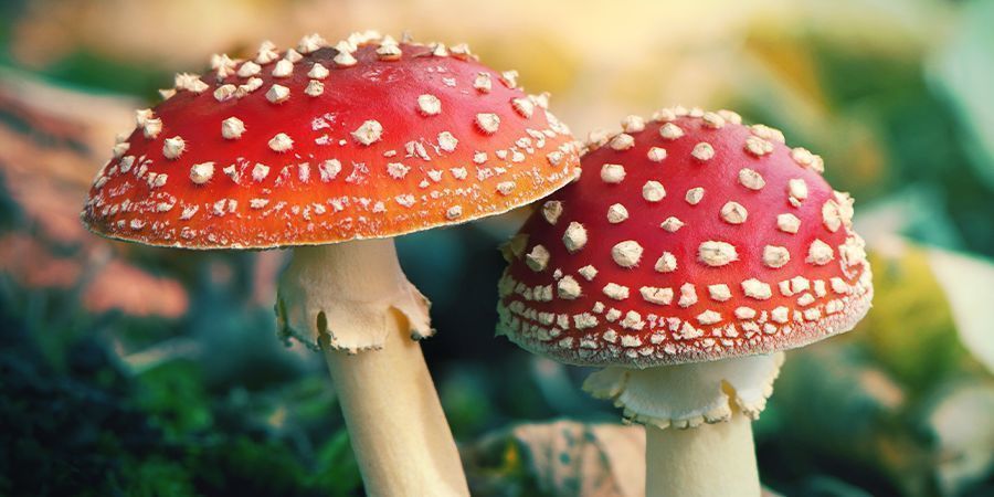 what is amanita muscaria mushroom